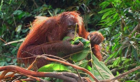 The Story of Young Suci: A Tale of Courage and Delicious Coconut Rice!