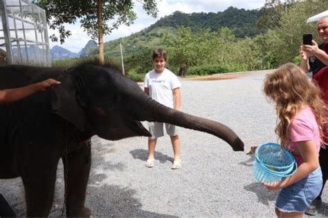 Into the Elephant's Dream: Unveiling a Magical Thai Folk Tale from the 6th Century!